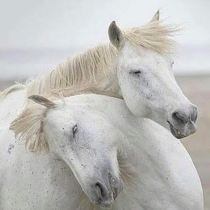 Meet your Posher, Anum